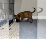 Small Photo #18 Belgian Malinois Puppy For Sale in REESEVILLE, WI, USA