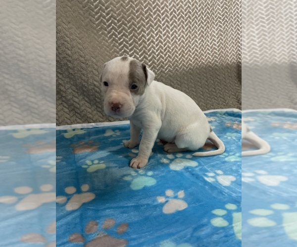 Medium Photo #1 American Pit Bull Terrier Puppy For Sale in FESTUS, MO, USA