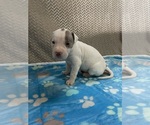 Small Photo #1 American Pit Bull Terrier Puppy For Sale in FESTUS, MO, USA