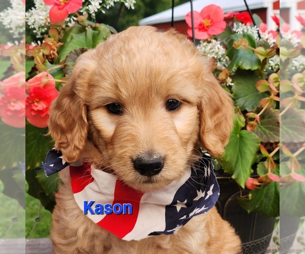 Medium Photo #6 Goldendoodle Puppy For Sale in FENWICK, MI, USA