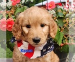 Small Photo #6 Goldendoodle Puppy For Sale in FENWICK, MI, USA