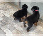 Small Photo #5 Rottweiler Puppy For Sale in HOUSTON, TX, USA