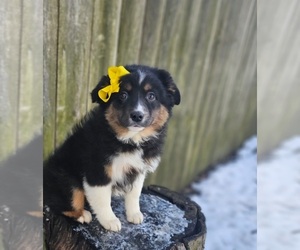 Australian Shepherd Puppy for sale in INDIANAPOLIS, IN, USA