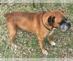 Small #2 Boxer