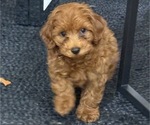 Small #9 Maltipoo