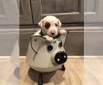Small Photo #23 Jack Russell Terrier Puppy For Sale in MABLETON, GA, USA