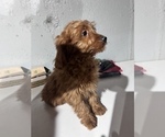 Small #5 Goldendoodle (Miniature)