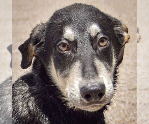 German Shepherd Dog-Huskies Mix Dogs for adoption in Huntley, IL, USA