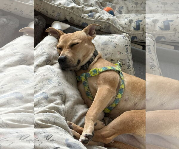 Medium Photo #3 Mutt Puppy For Sale in Shelburne, VT, USA