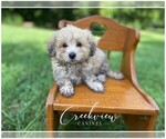 Puppy 1 Havachon
