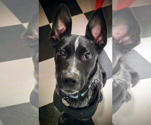 Jax - Male Mutt Dog for Adoption