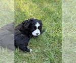 Small #4 Cocker Spaniel-Sheepadoodle Mix