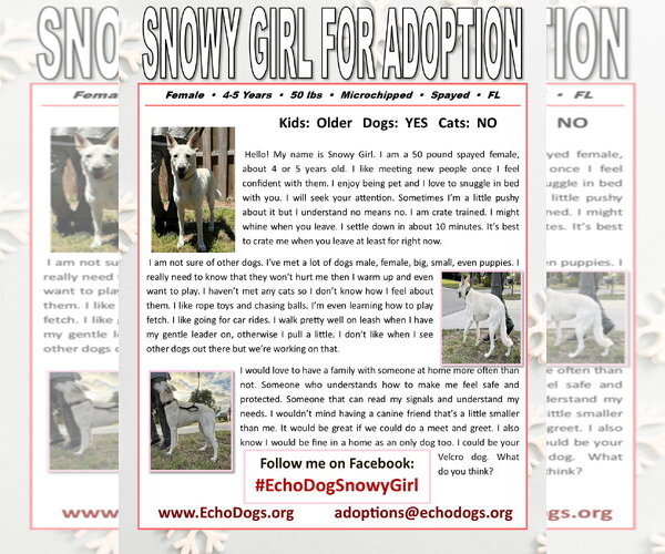 Medium Photo #2 - Mix Puppy For Sale in Hoffman Estates, IL, USA