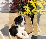 Small Photo #30 Australian Shepherd Puppy For Sale in RUSSELL, IA, USA