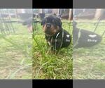 Small #1 Rottweiler