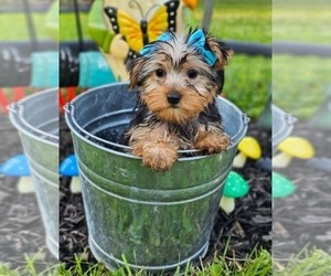 Yorkshire Terrier Puppy for sale in INDIANAPOLIS, IN, USA