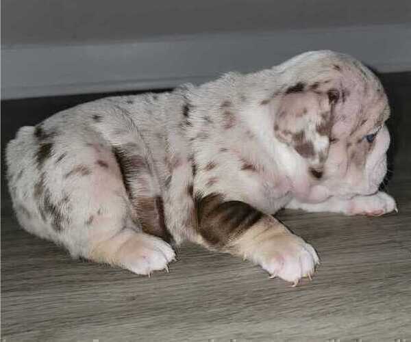 Medium Photo #8 English Bulldog Puppy For Sale in CORONA, CA, USA