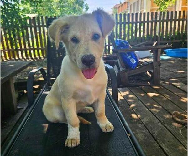 Medium Photo #4 Sheprador Puppy For Sale in Minneapolis, MN, USA