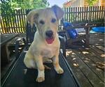 Small #3 Sheprador
