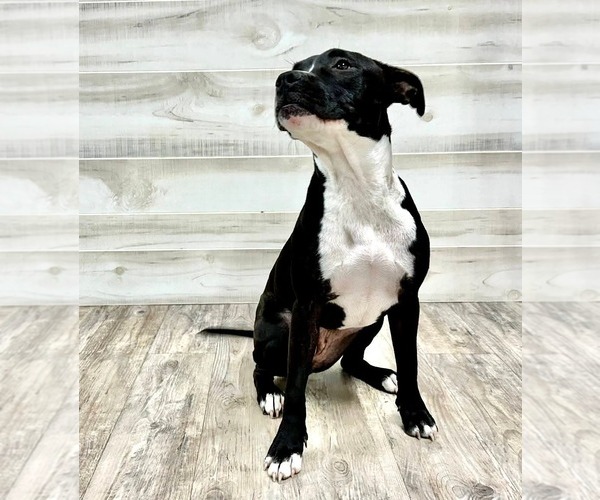 Medium Photo #5 American Pit Bull Terrier Puppy For Sale in Murfreesboro, NC, USA