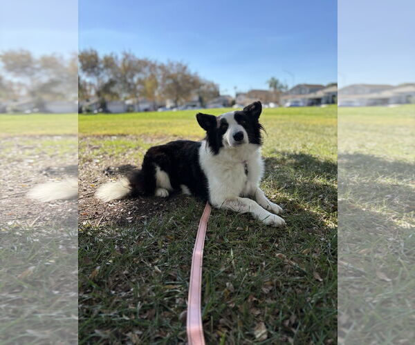Medium Photo #2 Border Collie Puppy For Sale in Milpitas, CA, USA