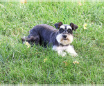 Polly - Female Schnauzer (Miniature) Puppy for Sale - Photo #3