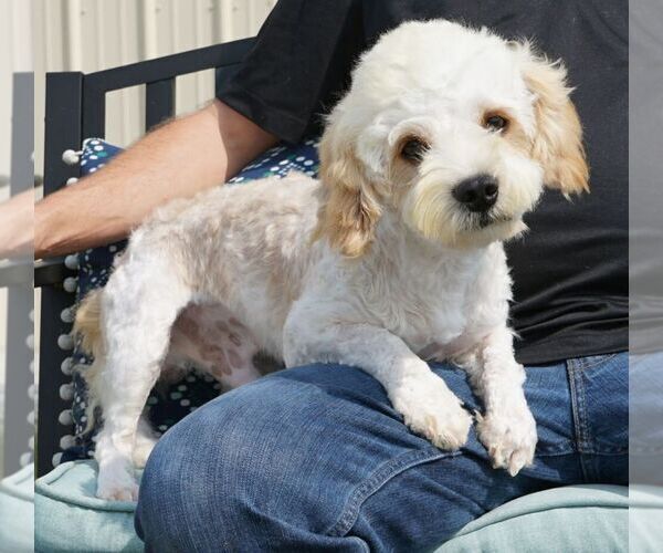 Medium Photo #1 Cavachon-Poodle (Miniature) Mix Puppy For Sale in HUTCHINSON, KS, USA