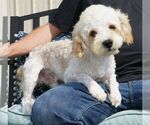 Small Photo #1 Cavachon-Poodle (Miniature) Mix Puppy For Sale in HUTCHINSON, KS, USA