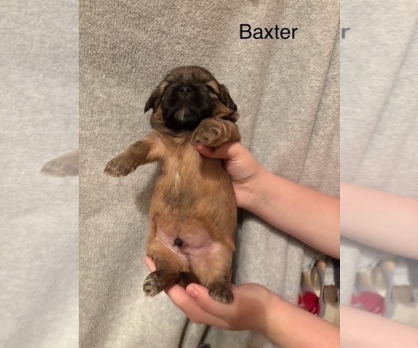 Medium Photo #75 Shih Apso Puppy For Sale in SCOTTSDALE, AZ, USA
