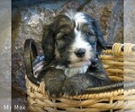 Small Photo #3 Bernedoodle-Poodle (Standard) Mix Puppy For Sale in CANON CITY, CO, USA