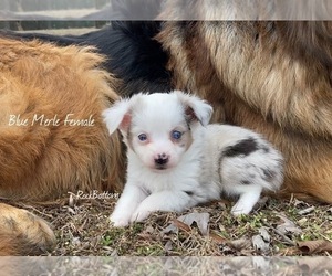 Miniature Australian Shepherd Puppy for sale in MORRILTON, AR, USA