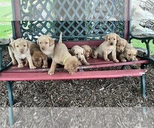 Labrador Retriever Litter for sale in NEWVILLE, PA, USA
