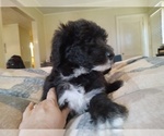 Puppy Bluebell Sheepadoodle