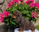 Small #12 Cocker Spaniel