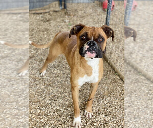 Medium Photo #6 Boxer Puppy For Sale in Austin, TX, USA