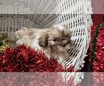 Puppy Barbie Shih Tzu