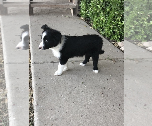 Medium Photo #6 Border Collie Puppy For Sale in MERCED, CA, USA