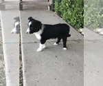 Small Photo #6 Border Collie Puppy For Sale in MERCED, CA, USA