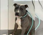 Small American Staffordshire Terrier