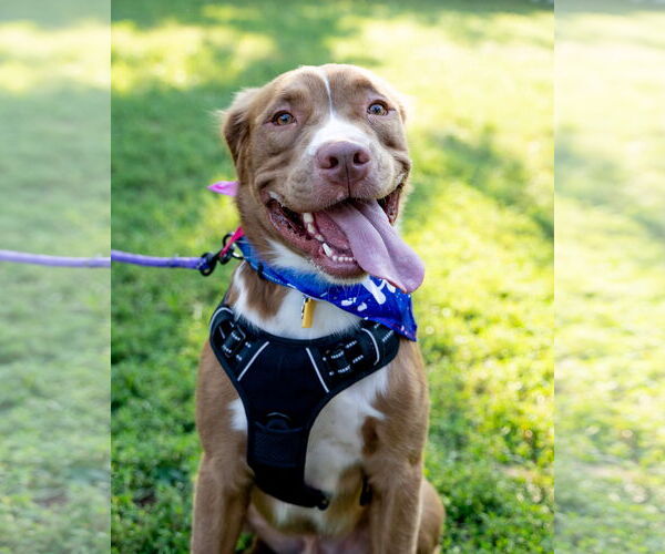 Medium Photo #3 American Pit Bull Terrier-Retriever  Mix Puppy For Sale in Oakhurst, NJ, USA