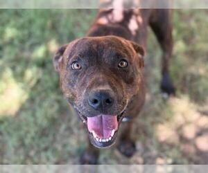 American Pit Bull Terrier Dogs for adoption in Tulsa, OK, USA