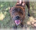 Small American Pit Bull Terrier