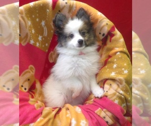 Pomeranian Puppy for sale in PATERSON, NJ, USA
