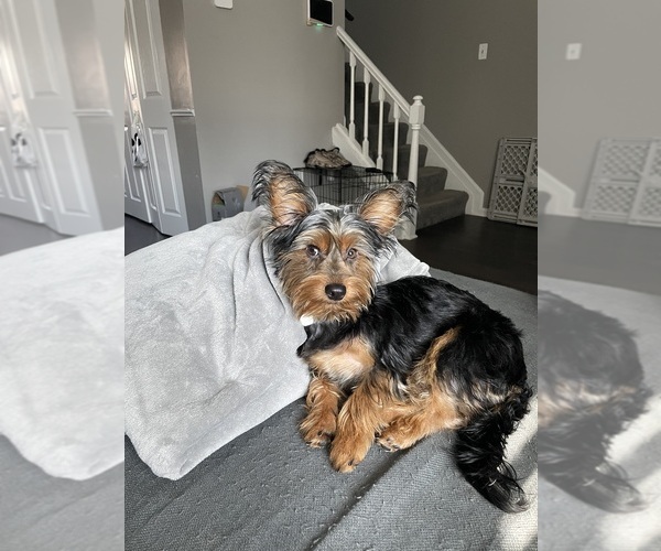 Medium Photo #1 Yorkshire Terrier Puppy For Sale in WALDORF, MD, USA