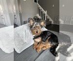 Small Photo #1 Yorkshire Terrier Puppy For Sale in WALDORF, MD, USA