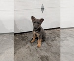 Small #2 German Shepherd Dog