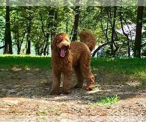 Father of the Goldendoodle puppies born on 07/11/2021