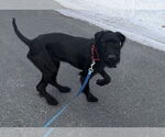 Small #5 GIANT SCHNAUZER -German Shorthaired Pointer Mix
