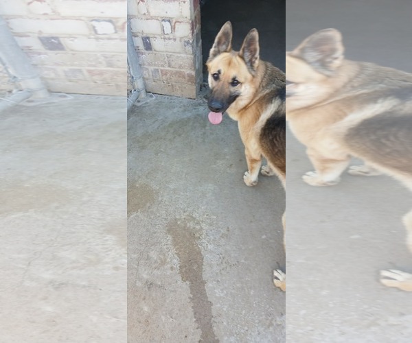 Medium Photo #1 German Shepherd Dog Puppy For Sale in Montgomery, AL, USA