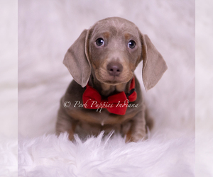 Medium Dachshund
